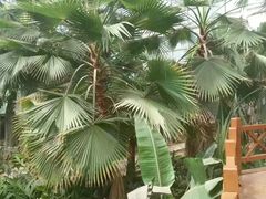 -石家庄市植物园