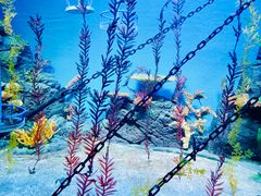 -上海海洋水族馆