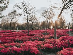-鸡鸣寺