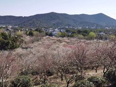 -香雪海