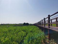 -中华茉莉园