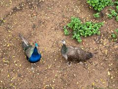 -西霞口神雕山野生动物世界