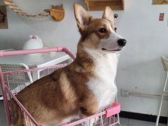 -我爱猫咪·猫咖·狗咖·安哥拉兔·羊驼咖(小寨华旗店)
