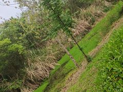 -白鹭湾湿地公园