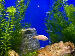 -上海海洋水族馆