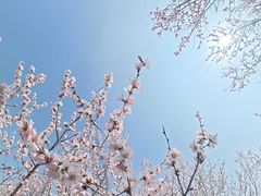-北京鹫峰国家森林公园