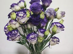 -双季花艺园艺市场(浦东店)