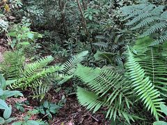 -云南屏边大围山国家公园