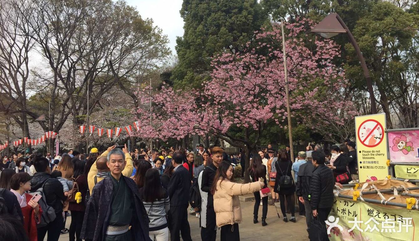 去哪里看樱花？
