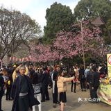 去哪里看樱花？