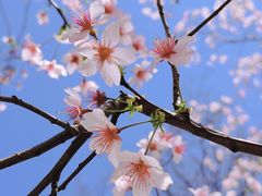 -顾村公园