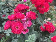 -人民公园(罗湖区)