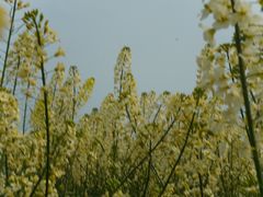 -三圣花乡旅游区