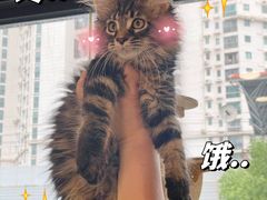 -十年猫舍·猫咪专门店(普陀店)