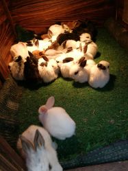 -萌宠亲子动物乐园(槐房万达店)