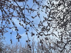 -桃花堤公园