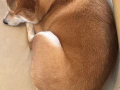 -柴の食堂·日式家庭料理·熊之肆(大学路店)