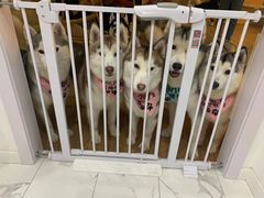 -Husky Go! 哈士奇体验馆·宠物咖啡厅狗咖