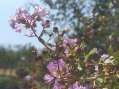 -铁山坪森林公园