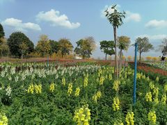 -天适樱花悠乐园