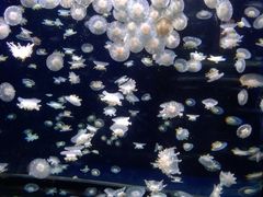 -太平洋海底世界