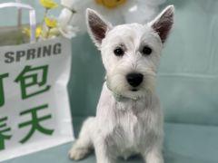 -BABIT巴比特宠物(MOMOPARK店)