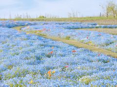 -上海滨江森林公园