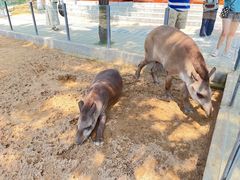 -西霞口神雕山野生动物世界