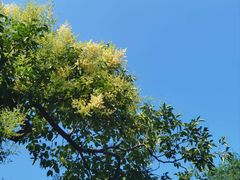 -曹杨影城(曹杨店)