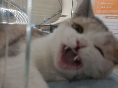 -COLOR PETS 撸猫馆·购猫·猫咖(长风大悦城店)