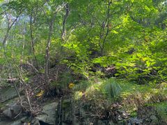 -云岫谷游猎自然风景区