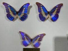 -上海昆虫博物馆