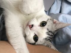 -猫大福·Fortune Cat猫舍(百子湾店)