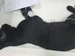 -北京观赏动物医院·24小时大型综合·猫专科·异宠专科