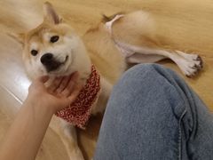 -柴犬小屋·柴餐厅·狗咖食堂(金鼎广场店)