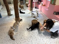 -毛绒耶耶撸宠馆·猫咖·狗咖·荷兰猪咖