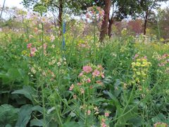 -天适樱花悠乐园