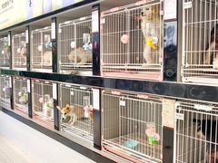 -翊宠yipet猫狗购宠庄园犬舍•猫舍