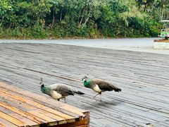 -普洱太阳河森林公园