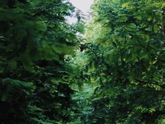 -桤木河湿地公园