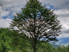 -硗碛藏寨·神木垒景区