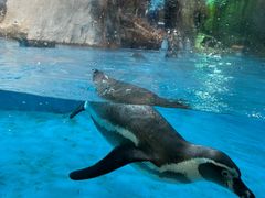 -帝企鹅自助餐厅•儿童岛•真企鹅(长隆企鹅酒店)