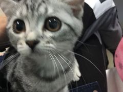 -纳吉亚猫专科动物诊疗中心(蒋宅口分院)