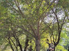 -长白岛森林公园