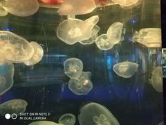 -重庆欢乐海底世界