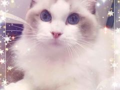 -Bastet sally猫舍购宠(静安店)