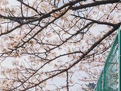 -武汉大学-樱园