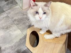 -楼上猫咖(罗湖店)