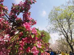 -海棠花溪(元大都城垣遗址公园)