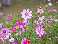 -达美乐比萨(宁海一里分店)